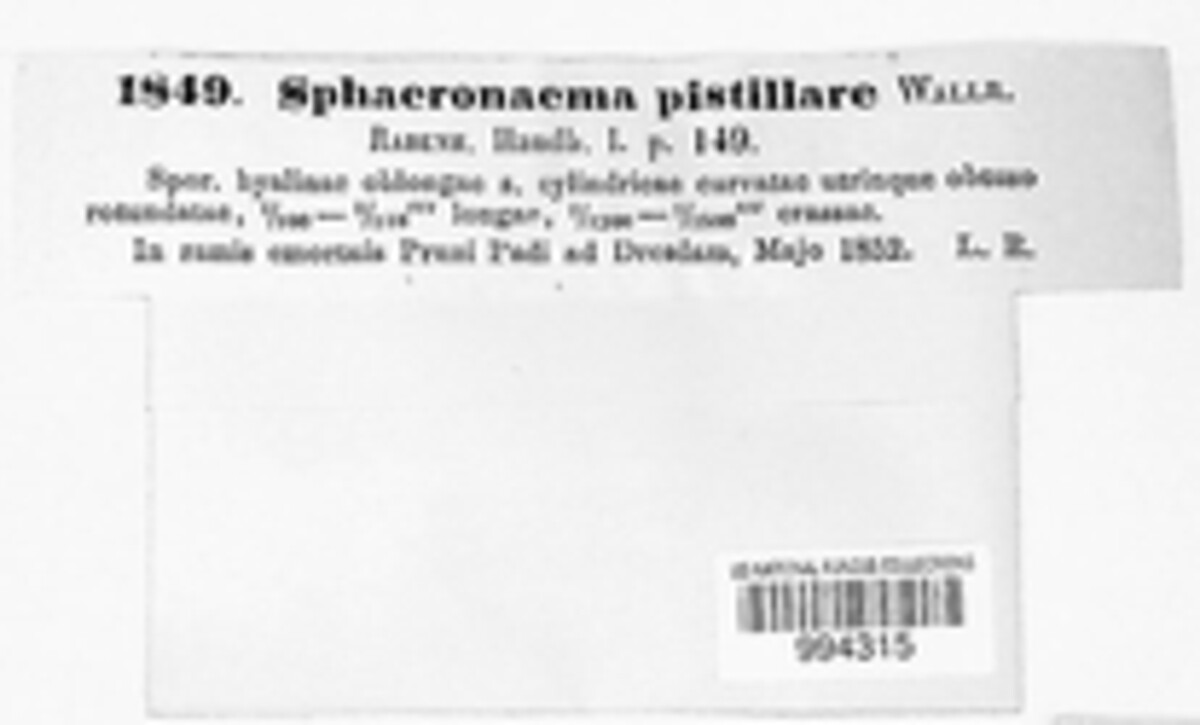 Sphaeronaema pistillare image